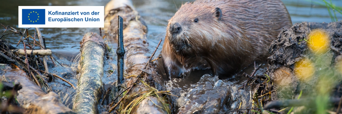 Protect the Beavers – Huefingen  